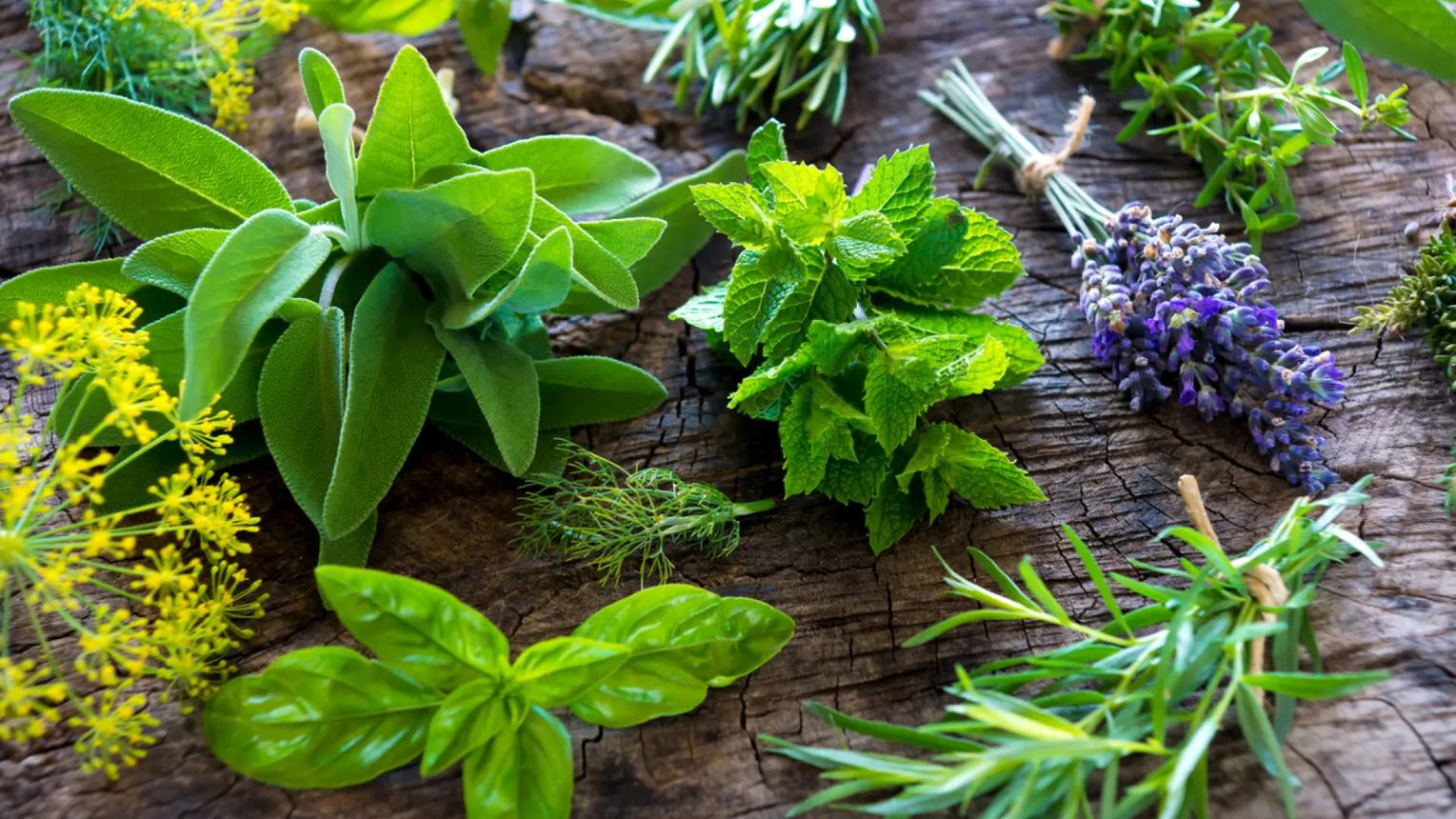 Frische Kräuter wie Salbei, Minze, Basilikum und Lavendel auf einer Holzfläche
